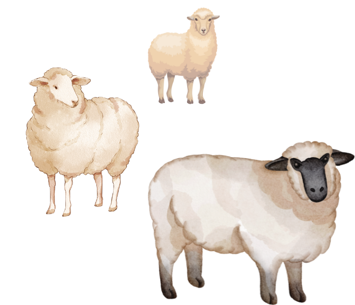 moutons islande