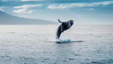 baleine à bosse islande cercle arctique