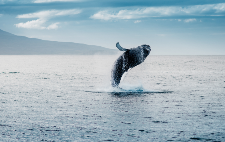 baleine à bosse islande cercle arctique