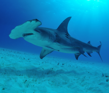 requin marteau galapagos