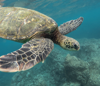 playa loberia galapagos san cristobal tortue snorkling